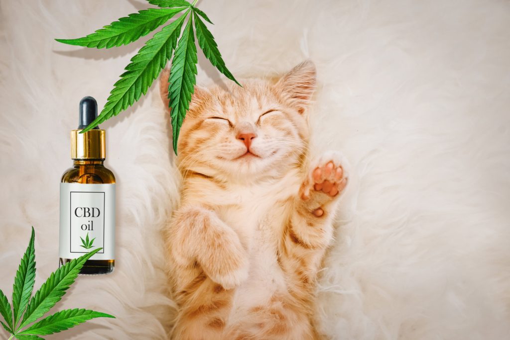 pet CBD
