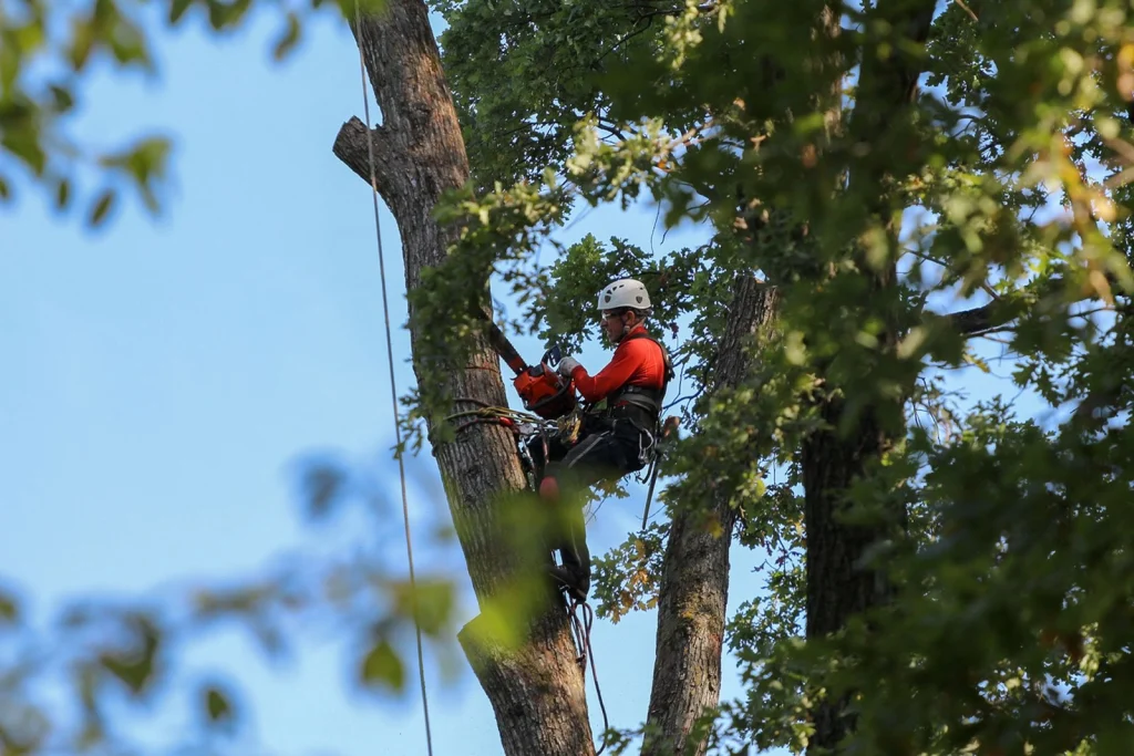 Tree Removal