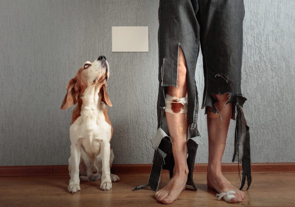 Dog Bite Lawyers